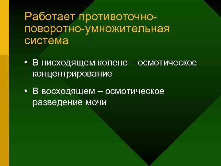 Работает противоточноповоротно-умножительная система • В нисходящем колене – осмотическое концентрирование • В восходящем –