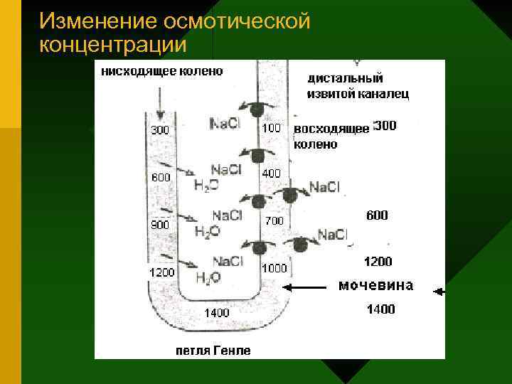 Изменение осмотической концентрации 