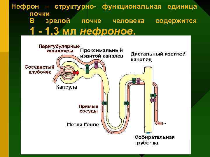 Нефрон – структурно- функциональная единица почки В зрелой почке человека содержится 1 - 1,