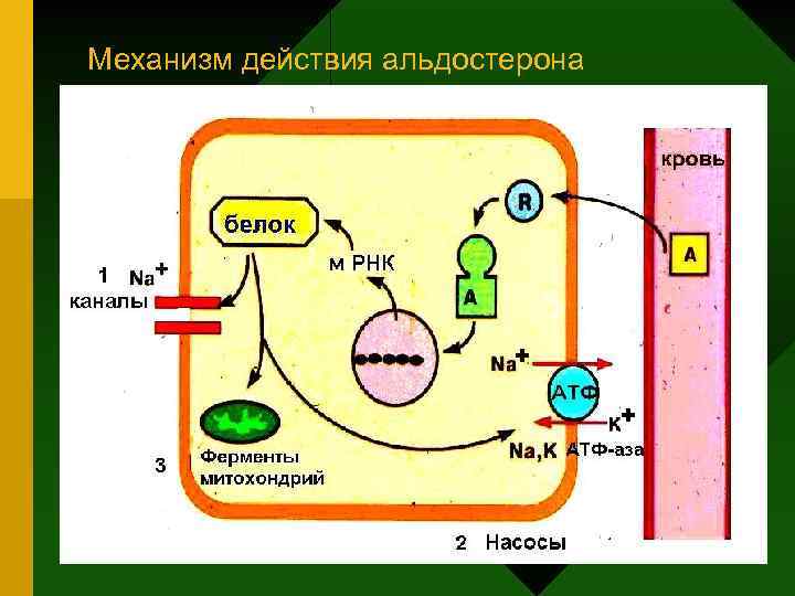 Механизм действия альдостерона 