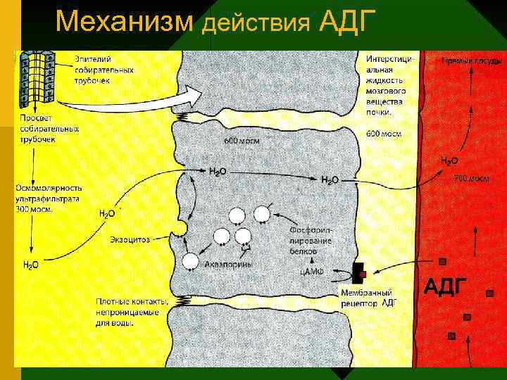 Механизм действия АДГ 