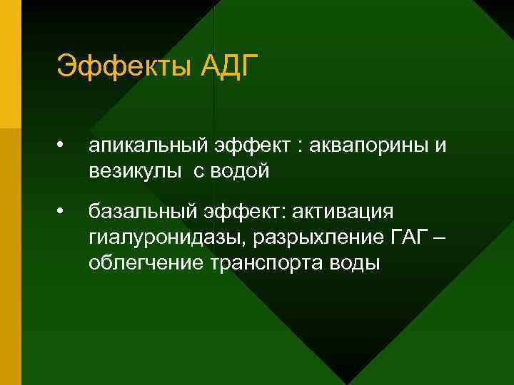 Эффекты АДГ • апикальный эффект : аквапорины и везикулы с водой • базальный эффект: