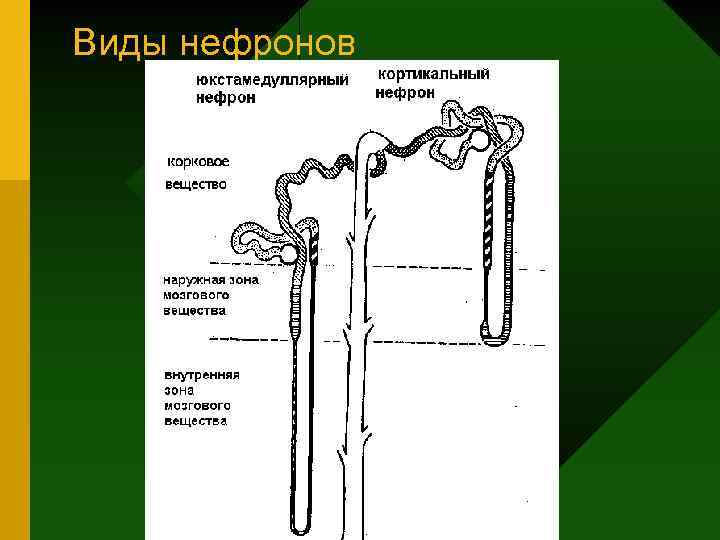 Виды нефронов 