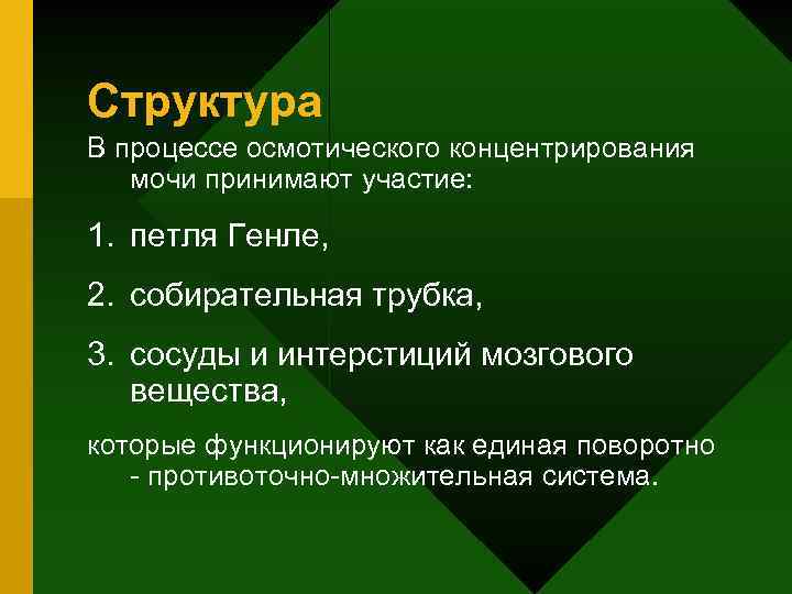 Структура В процессе осмотического концентрирования мочи принимают участие: 1. петля Генле, 2. собирательная трубка,