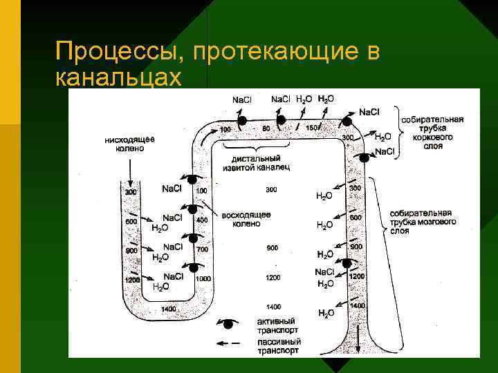 Процессы, протекающие в канальцах 