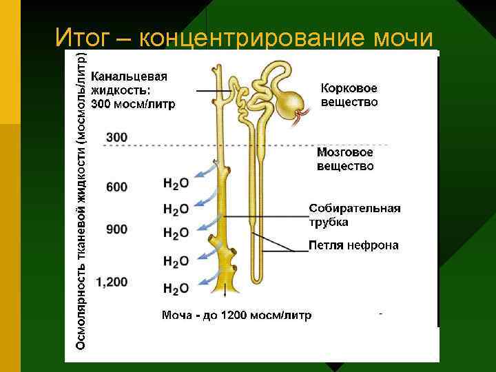 Итог – концентрирование мочи 