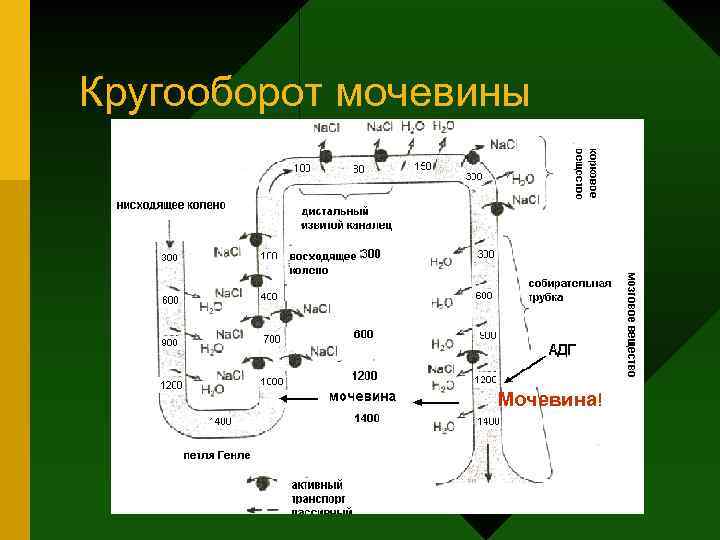 Кругооборот мочевины Мочевина! 