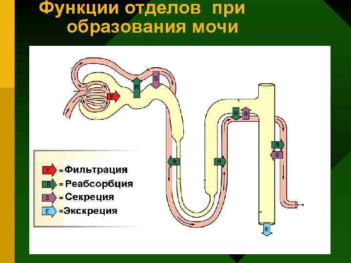 Функции отделов при образования мочи 