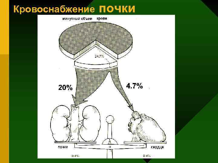 Кровоснабжение почки 