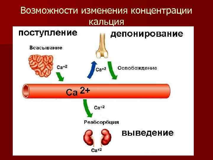 Возможности изменения концентрации кальция 