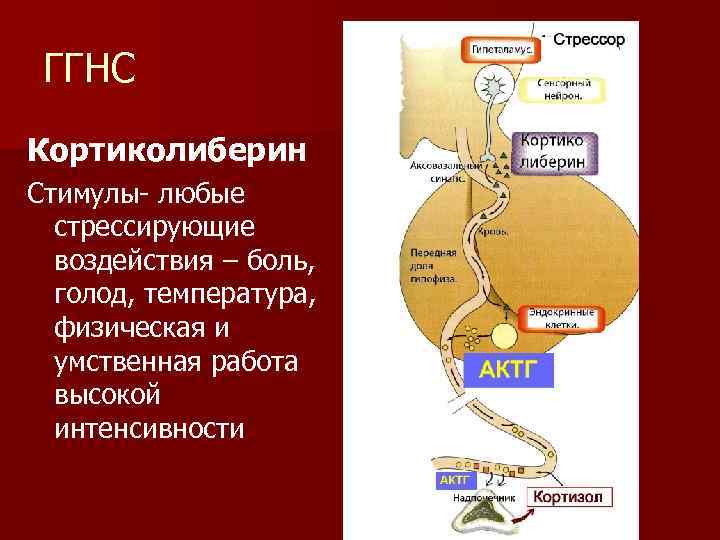 ГГНС Кортиколиберин Стимулы- любые стрессирующие воздействия – боль, голод, температура, физическая и умственная работа