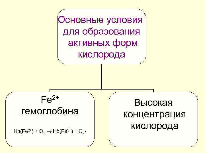 Основные условия для образования активных форм кислорода Fe 2+ гемоглобина Hb(Fe 2+) + O