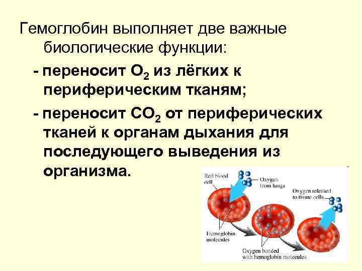 Особенности биохимии эритроцитов