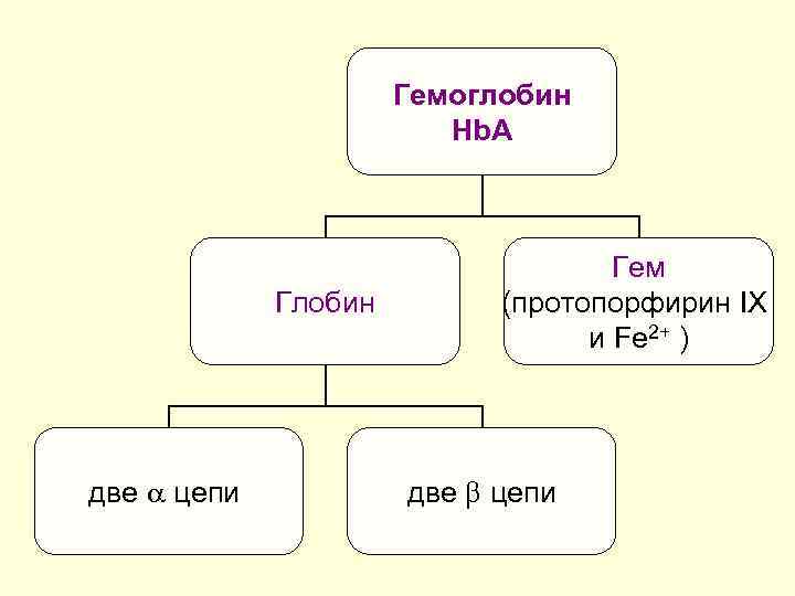 Гемоглобин Hb. A Глобин две цепи Гем (протопорфирин IX и Fe 2+ ) две