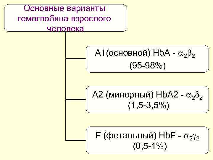 Основные варианты гемоглобина взрослого человека А 1(основной) Hb. А - 2 2 (95 -98%)