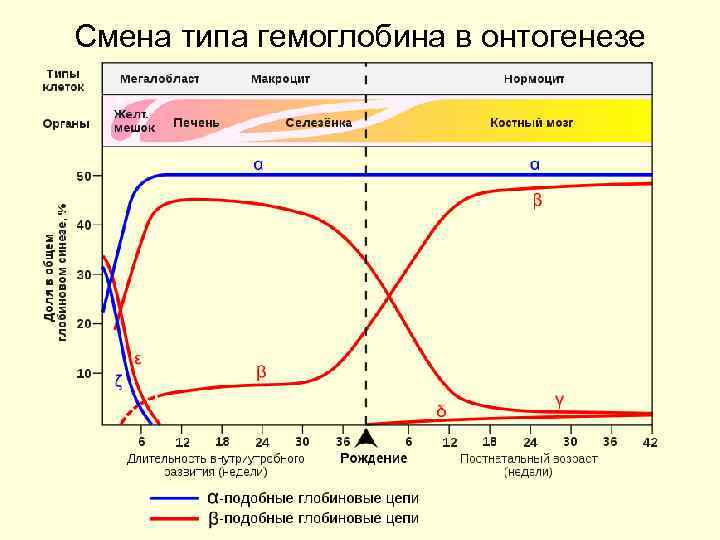 Смена типа гемоглобина в онтогенезе 