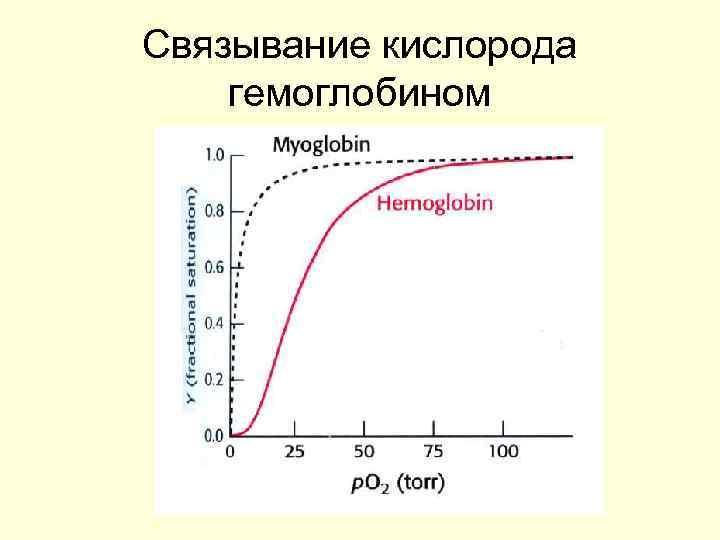 Связывание кислорода гемоглобином 