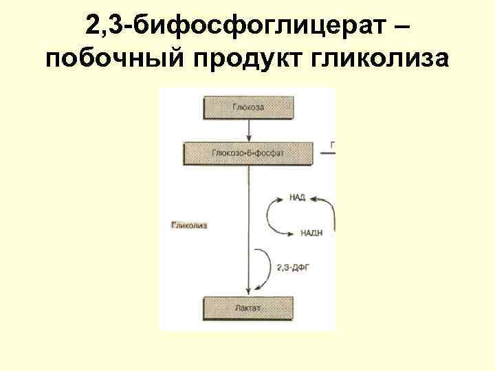 2, 3 -бифосфоглицерат – побочный продукт гликолиза 