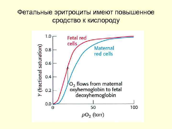 Фетальные эритроциты имеют повышенное сродство к кислороду 