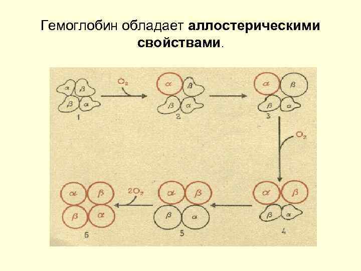 Схема регуляции количества эритроцитов в крови