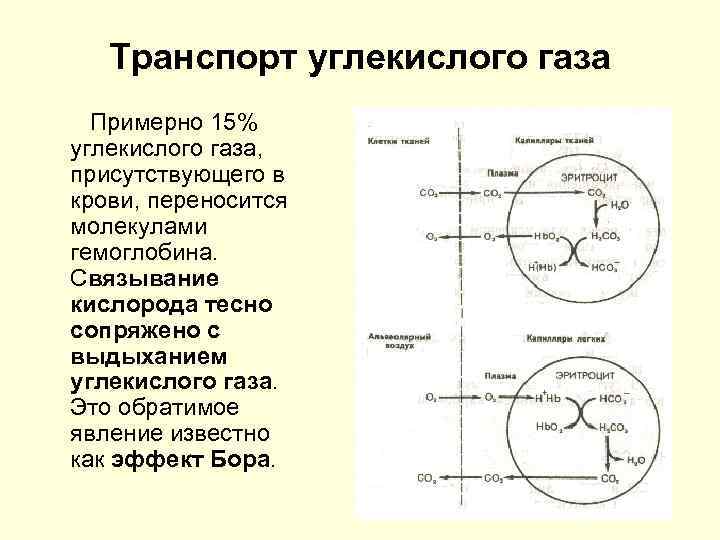 Перенос кислорода и углекислого газа. Транспорт кислорода и диоксида углерода биохимия. Транспорт кислорода и углекислого газа кровью физиология. Механизм транспорта углекислого газа биохимия. Транспорт со2 кровью биохимия.