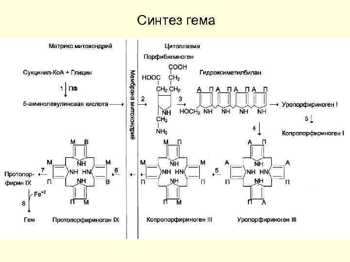 Синтез гема 