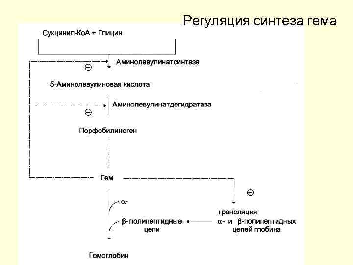 Регуляция синтеза гема 