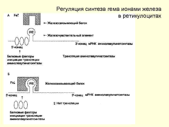 Регуляция синтеза гема ионами железа в ретикулоцитах 