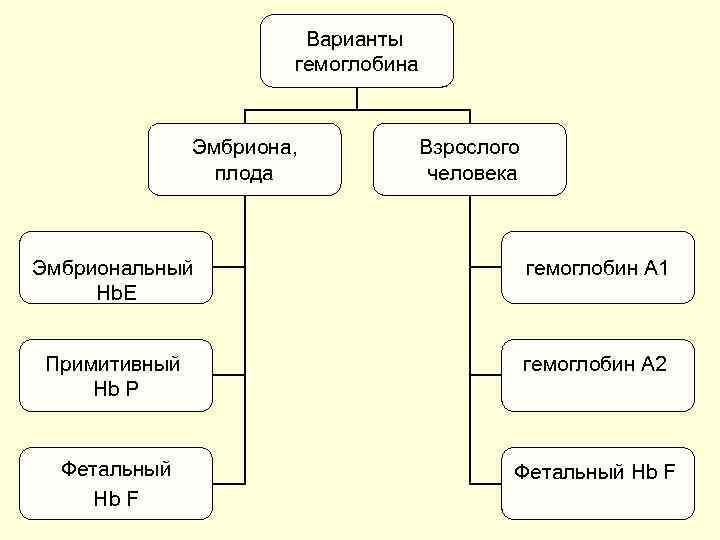 Варианты гемоглобина Эмбриона, плода Взрослого человека Эмбриональный Hb. Е гемоглобин A 1 Примитивный Hb