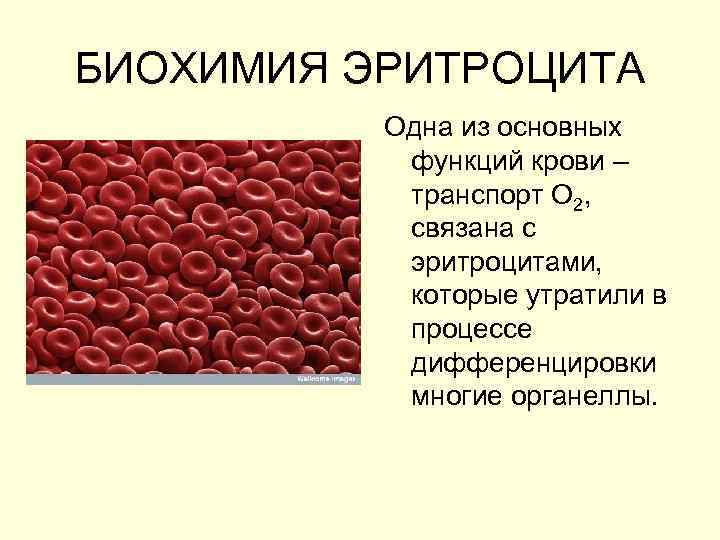 Биохимия эритроцитов. Органеллы эритроцитов. Строение эритроцита биохимия. Строение эритроцита органеллы.