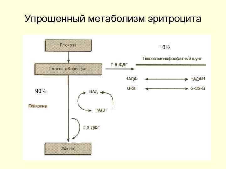 Схема метаболизма эритроцитов