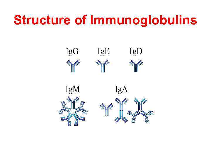 Structure of Immunoglobulins 