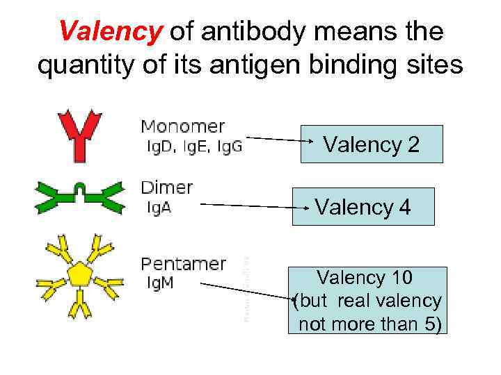 Valency of antibody means the quantity of its antigen binding sites Valency 2 Valency