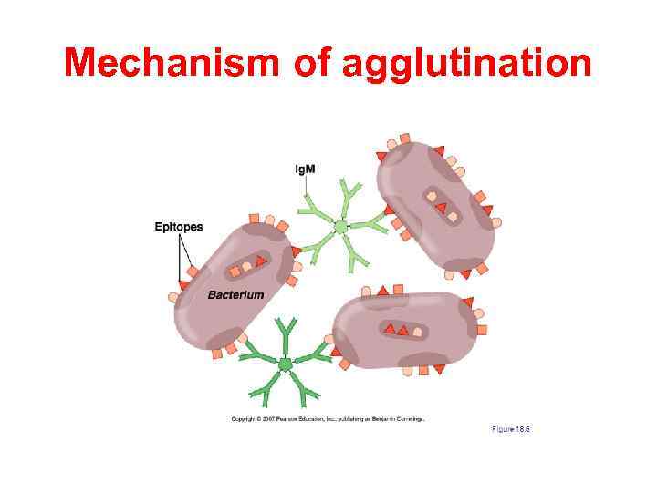 Mechanism of agglutination 