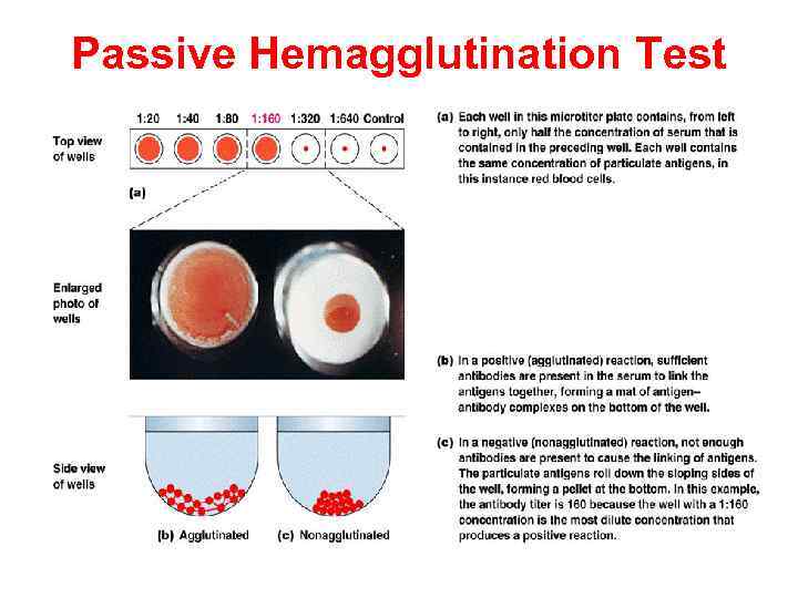 Passive Hemagglutination Test 