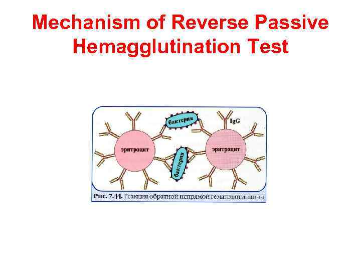 Mechanism of Reverse Passive Hemagglutination Test 