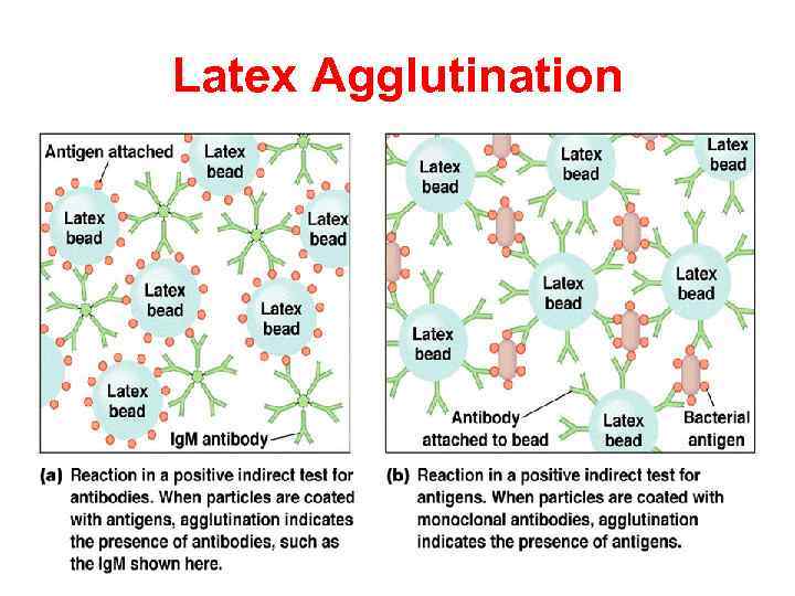 Latex Agglutination 