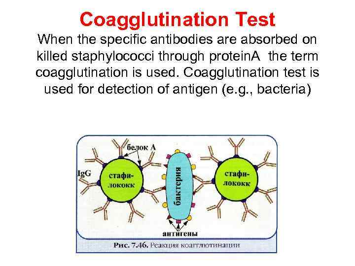 Coagglutination Test When the specific antibodies are absorbed on killed staphylococci through protein. A