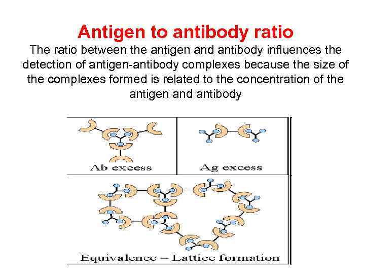 Antigen to antibody ratio The ratio between the antigen and antibody influences the detection
