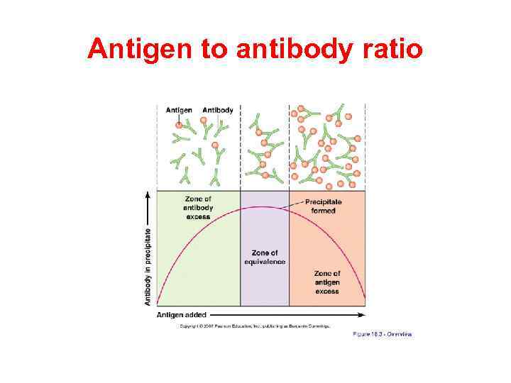 Antigen to antibody ratio 