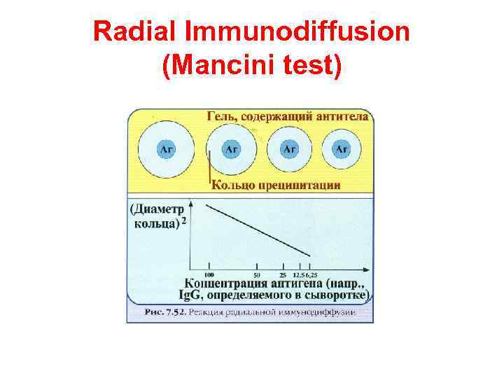 Radial Immunodiffusion (Mancini test) 