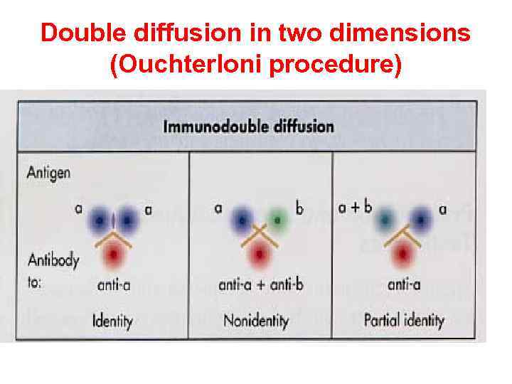 Double diffusion in two dimensions (Ouchterloni procedure) 