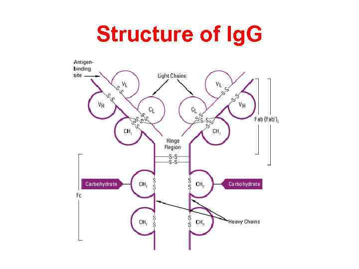 Structure of Ig. G 