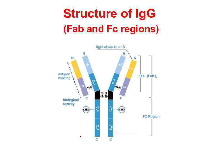 Structure of Ig. G (Fab and Fc regions) 