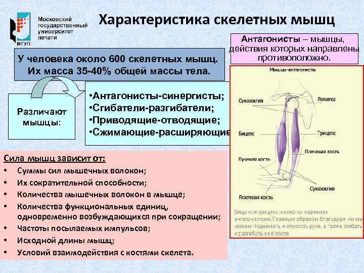 Какие признаки характеризуют скелетную мышцу человека