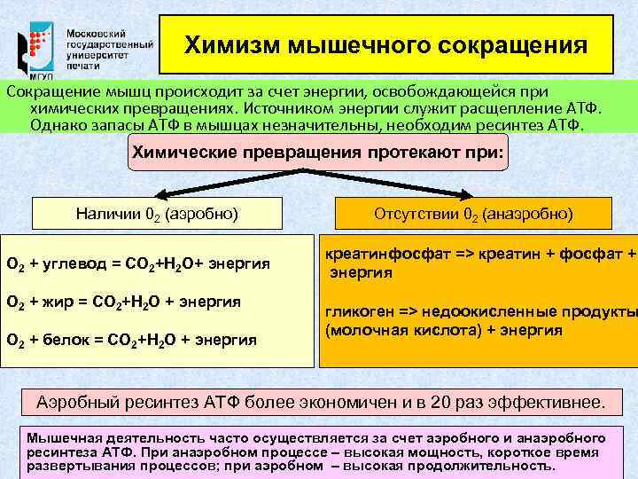 Химизм мышечного сокращения Сокращение мышц происходит за счет энергии, освобождающейся при химических превращениях. Источником