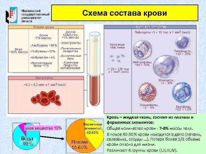 Схема состава крови Сухое вещество 10% Вода 90% Форменные элементы 40 -45% Плазма 55