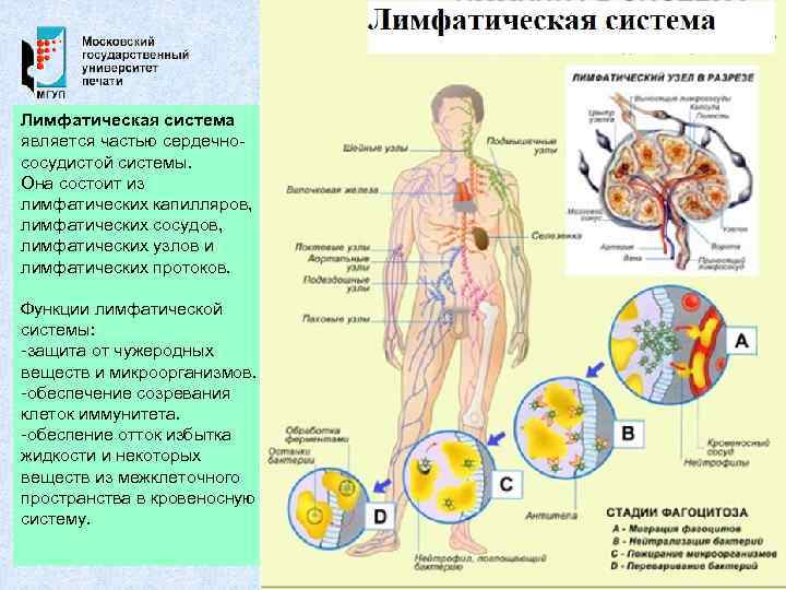 Лимфатическая система является частью сердечнососудистой системы. Она состоит из лимфатических капилляров, лимфатических сосудов, лимфатических