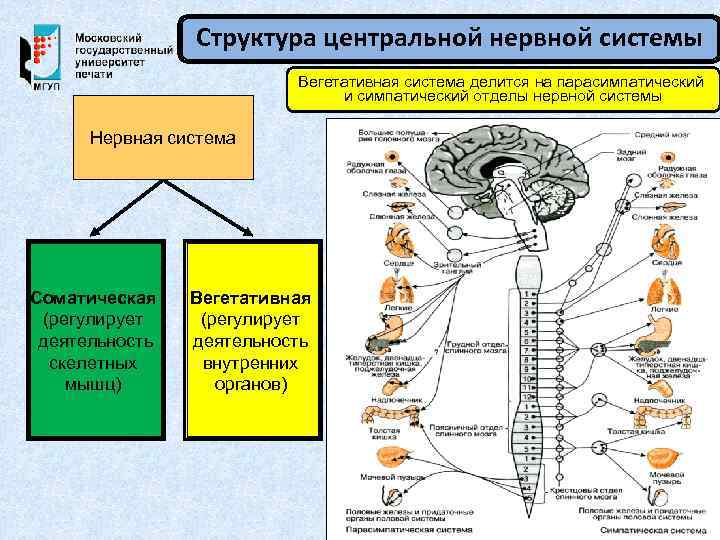 Структура центральной нервной системы Вегетативная система делится на парасимпатический и симпатический отделы нервной системы