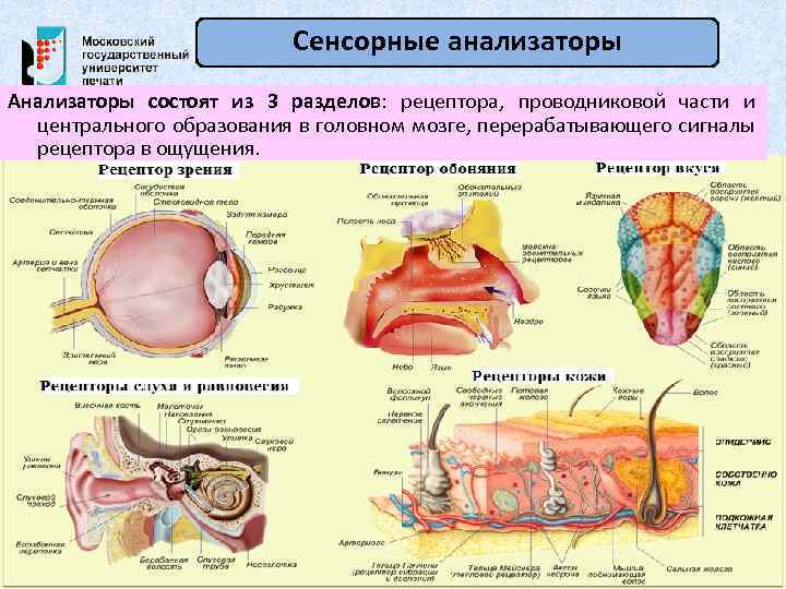 Сенсорные анализаторы Анализаторы состоят из 3 разделов: рецептора, проводниковой части и центрального образования в